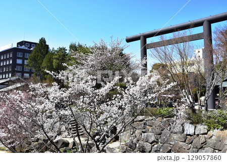 松本市　四柱神社の鳥居と女鳥羽川沿いの満開桜 129057860