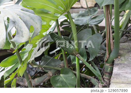 Monstera deliciosa, false philodendron with delicious fruit, plant of the araceae family, native to mexico and guatemala Monstera deliciosa, false philodendron with delicious fruit, plant of the araceae family, native to mexico and guatemala 129057890