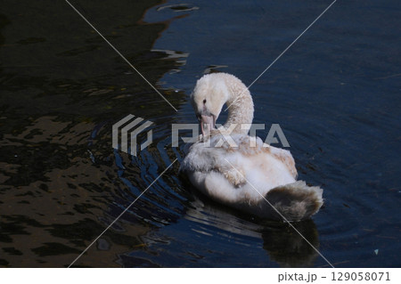 ハクチョウ 129058071