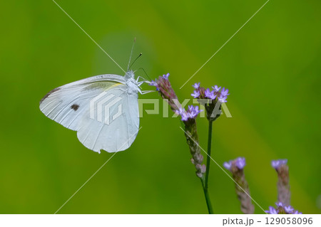 緑にたたずむモンシロチョウ 129058096
