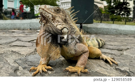 エクアドル・グアヤキルの（イグアナ公園）で真正面を向くイグアナ 129058589