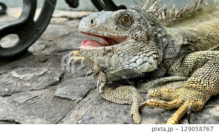 （イグアナ公園）で撮影したイグアナの顔の超ズームアップ（グアヤキル） 129058767