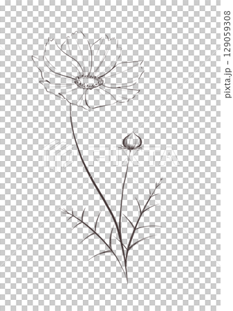 Cosmos line drawing 129059308