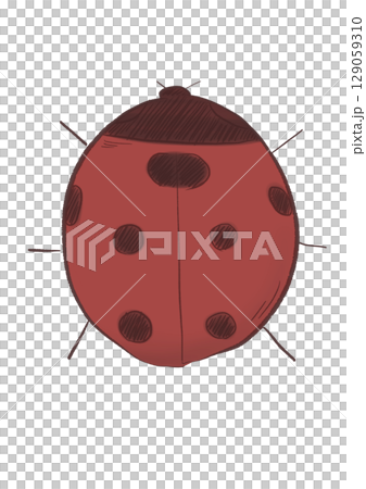てんとう虫 129059310