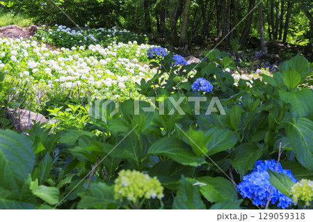 花満開の富士見高原リゾート　白樺エリア 129059318