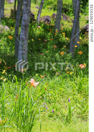 花満開の富士見高原リゾート　白樺エリア 129059338