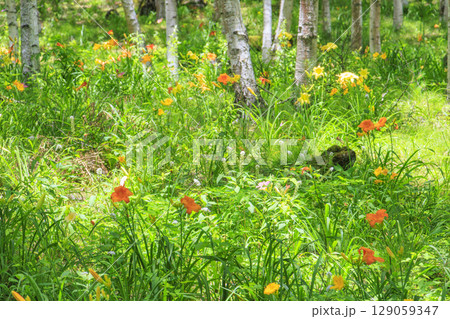 花満開の富士見高原リゾート 白樺エリア 花満開の富士見高原リゾート 白樺エリア 129059347