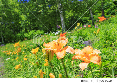 花満開の富士見高原リゾート　白樺エリア 129059361