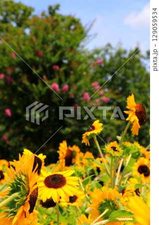 太陽に向かって咲くひまわり 太陽に向かって咲くひまわり 129059534