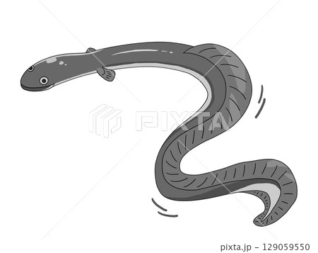 生のうなぎのイラスト 129059550