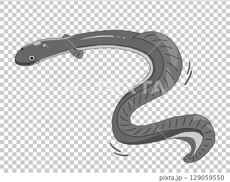 生のうなぎのイラスト 129059550