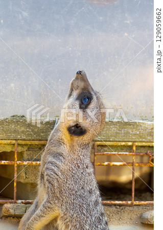餌をねだるミーアキャット 129059662