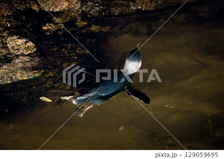 St Kilda Pier and Penguins in Melbourne Australia 129059695