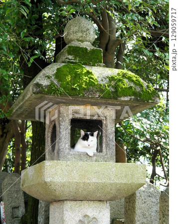 神社の灯篭の中に座る猫 神社の灯篭の中に座る猫 129059717