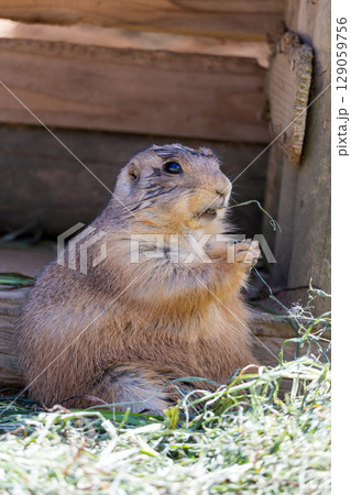 草を食べるプレーリードッグ 129059756
