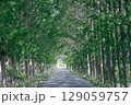緑に囲まれた道 129059757