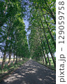 緑に囲まれた道 129059758