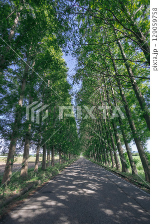 緑に囲まれた道 129059758