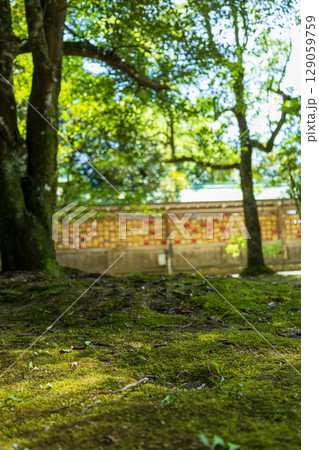 苔のある風景 129059759