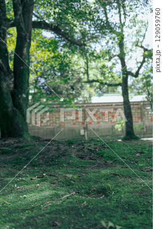 苔の生えた道 129059760