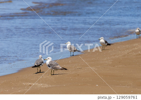 砂浜で餌を探すカモメ 129059761