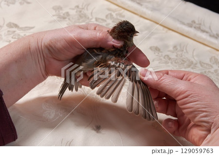 sparrow in the hands of woman sparrow in the hands of woman 129059763