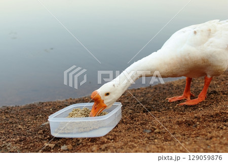 餌を食べるガチョウ 129059876