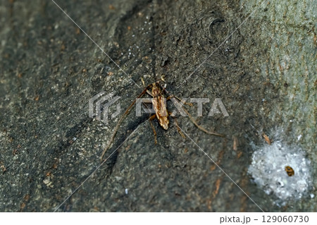 キマダラミヤカミキリ（キマダラカミキリ） 129060730