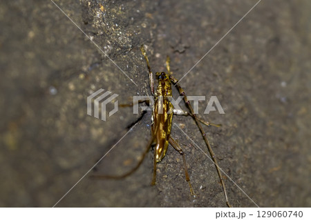 キマダラミヤカミキリ（キマダラカミキリ） 129060740