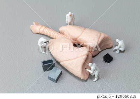 Miniature Scientists Investigating Human Lung Model Miniature Scientists Investigating Human Lung Model 129060819