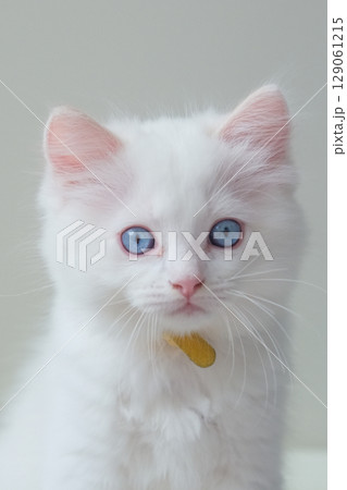 2 months old ragdoll kitten looking at the camera. domestic cat 2 months old ragdoll kitten looking at the camera. domestic cat 129061215