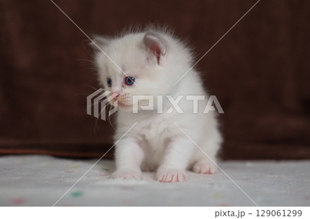 1 month old ragdoll kitten standing on the blanket, domestic cat 129061299