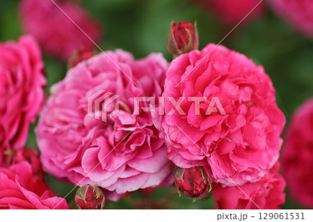 蜂ヶ峰の薔薇 蜂ヶ峰の薔薇 129061531