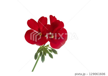 Red geraniums isolated on a white background 129061606