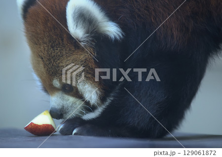 リンゴを食べるのに慎重なレッサーパンダ 129061872