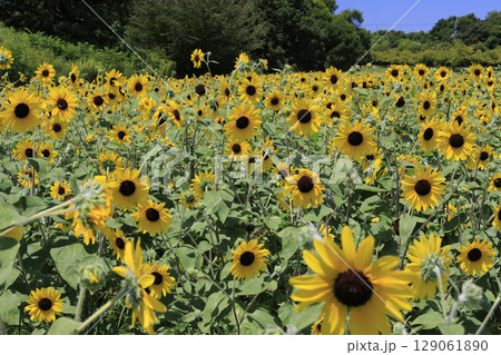 馬見丘陵公園　満開のひまわりと夏の花々 129061890