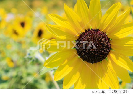 馬見丘陵公園　満開のひまわりと夏の花々 129061895