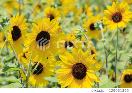 馬見丘陵公園　満開のひまわりと夏の花々 129061896