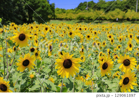 馬見丘陵公園　満開のひまわりと夏の花々 129061897