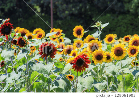 馬見丘陵公園　満開のひまわりと夏の花々 129061903