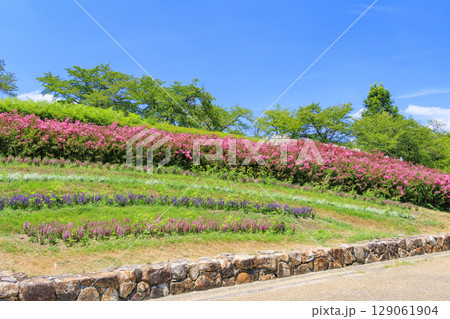 馬見丘陵公園　満開のひまわりと夏の花々 129061904