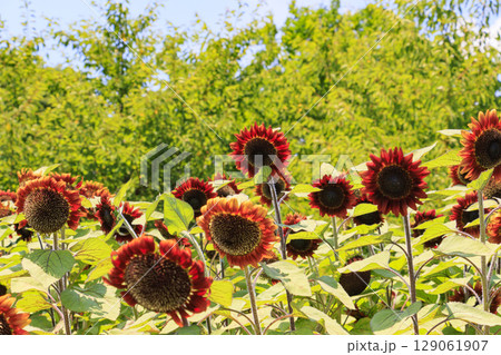 馬見丘陵公園　満開のひまわりと夏の花々 129061907