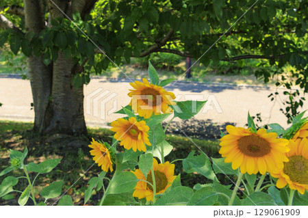 馬見丘陵公園　満開のひまわりと夏の花々 129061909