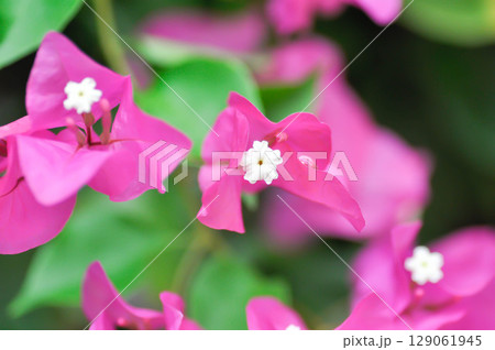Bougainvillea or paper flower , red paper flower or fuchsia flower 129061945