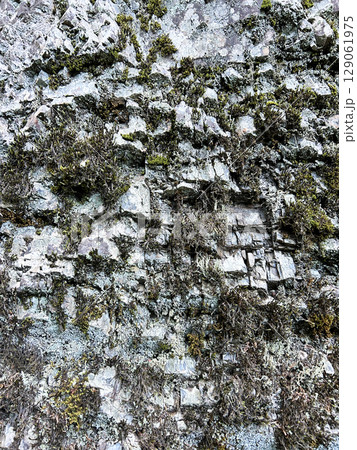 樹皮のアップ 129061975