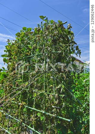 落雷の感電と竜巻で一瞬で枯れたモロッコいんげん 129062446