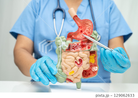 Digestive system with stomach and intestine, Asian doctor holding human anatomy model for study diagnosis and treatment in hospital. Digestive system with stomach and intestine, Asian doctor holding human anatomy model for study diagnosis and treatment in hospital. 129062633