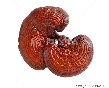 Lingzhi or Reishi mushroom with capsules, organic natural healthy food isolated on white with clipping path. 129062648