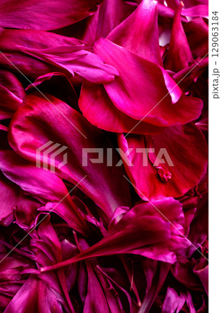 Bright pink peony petals background. Macro photography Bright pink peony petals background. Macro photography 129063184