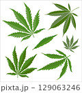 Set of cannabis leaves isolated on white background 129063246